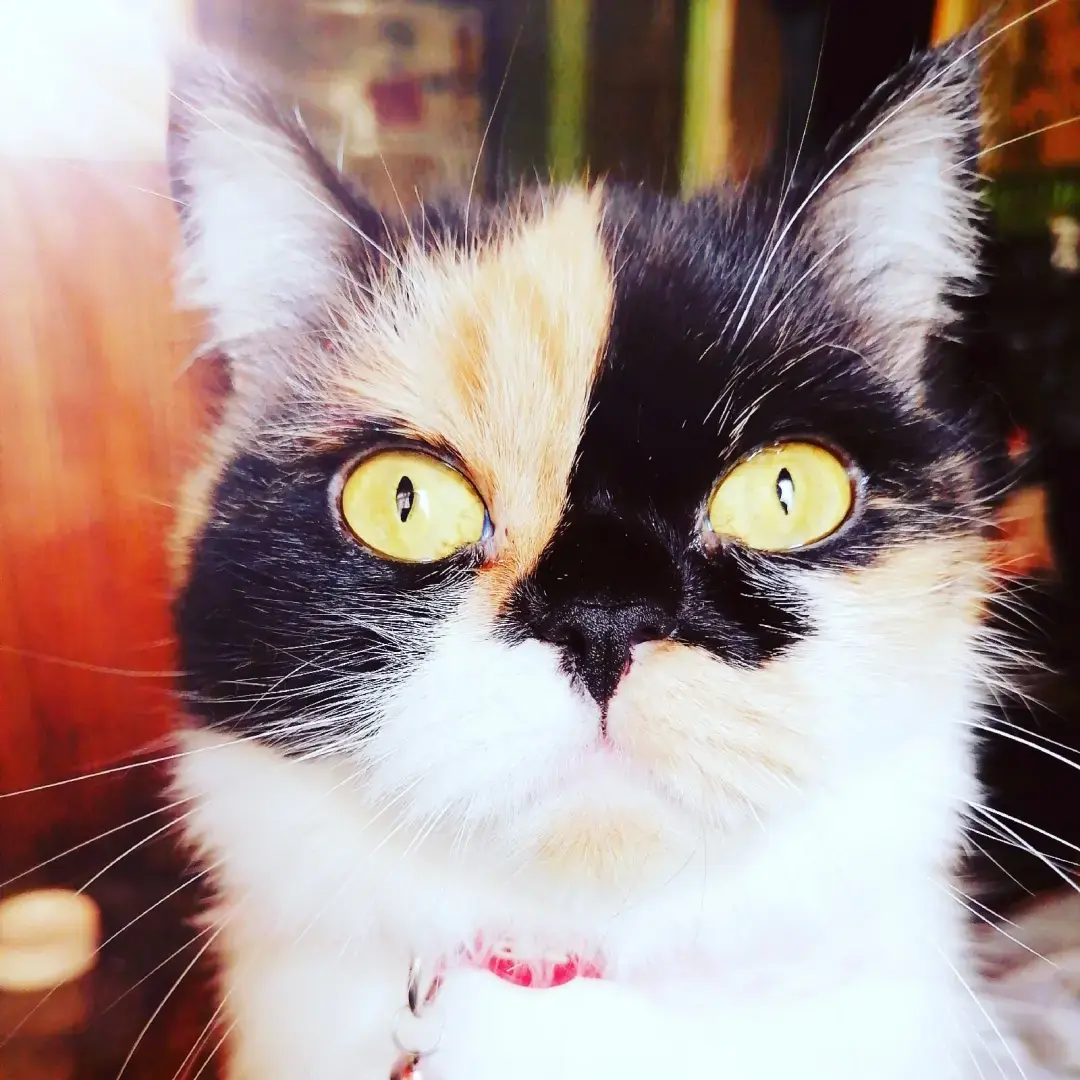 Наша кошка Моника