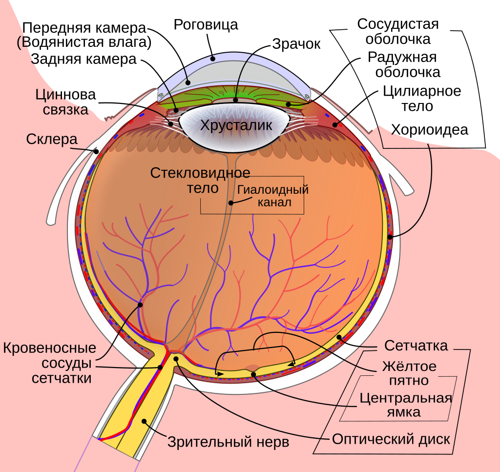 ⚡⚡✅Смоделировали пресбиопию. Медики нашли выход, как остановить возрастное изменение зрения