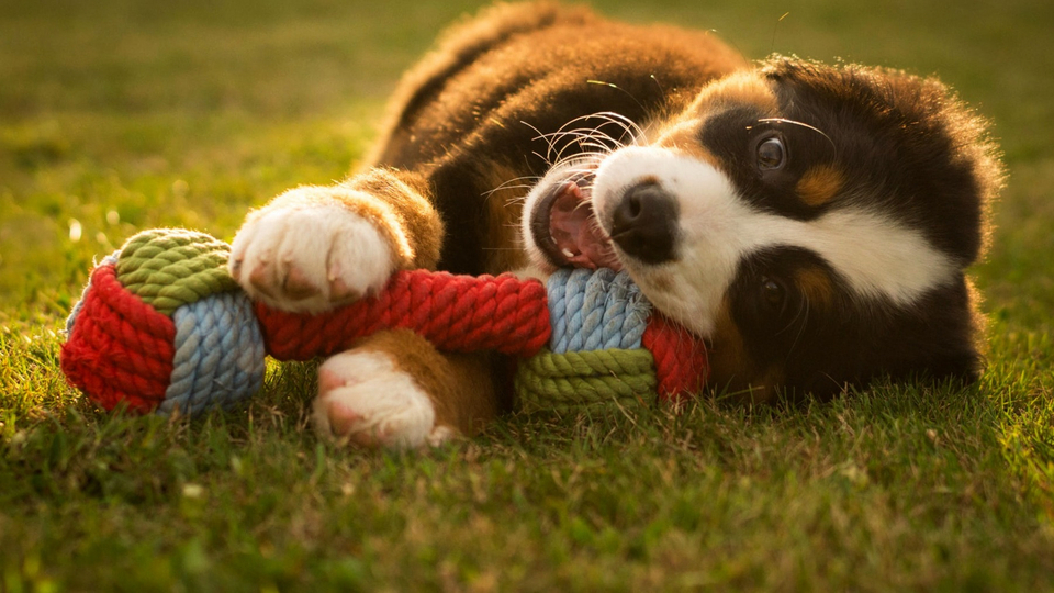 Топ-10 смешных привычек домашних животных, которые заставят вас улыбнуться