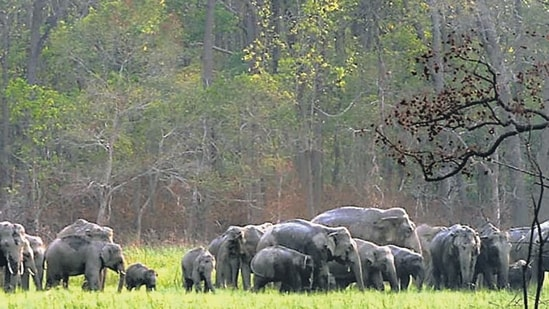 Почему африканские страны, пострадавшие от засухи, убивают своих слонов?