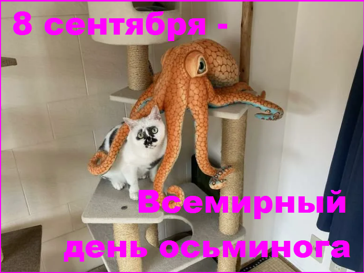 🐾Котопозитивчик в День ВВО🤗