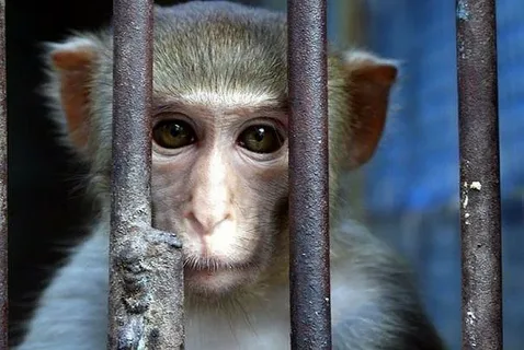 В Чикаго животных могут посадить в тюрьму: правда или миф?