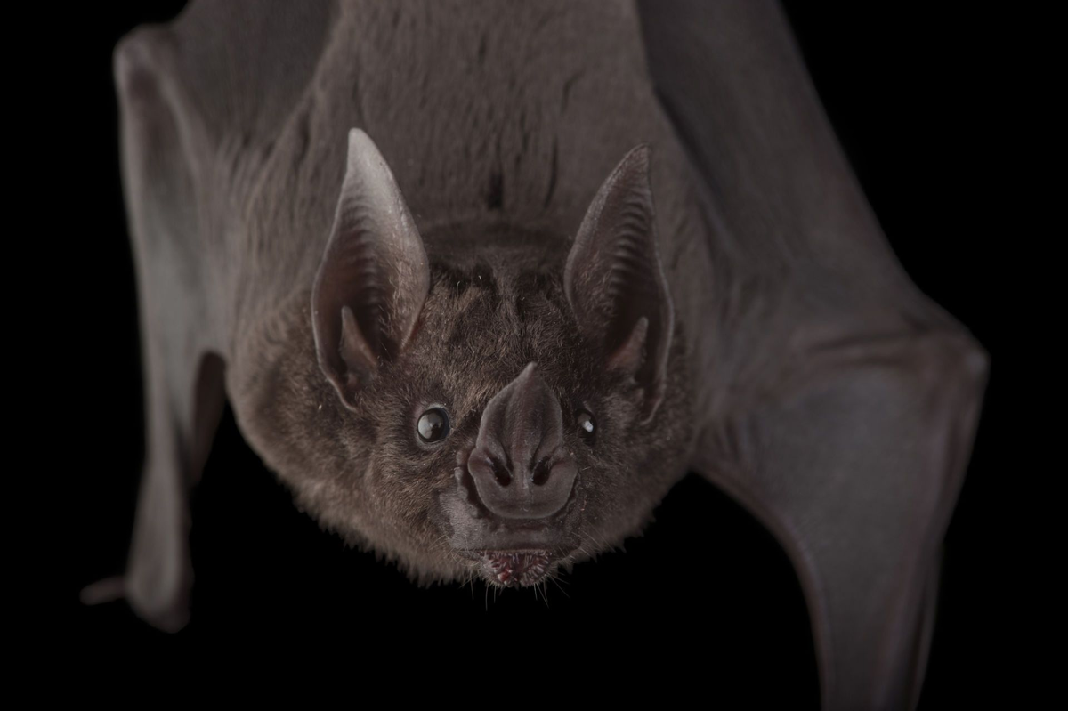 Удивительные животные: Топ-10 самых необычных созданий на Земле