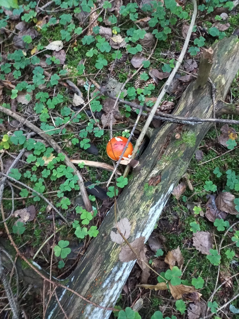 Все, что мы нашли в любимом лесу: один мухомор и один королевский опенок