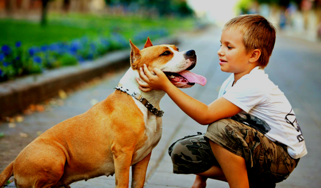 Можно ли вторгаться в личную границу псовых и гладить чужую собаку - правила поведения