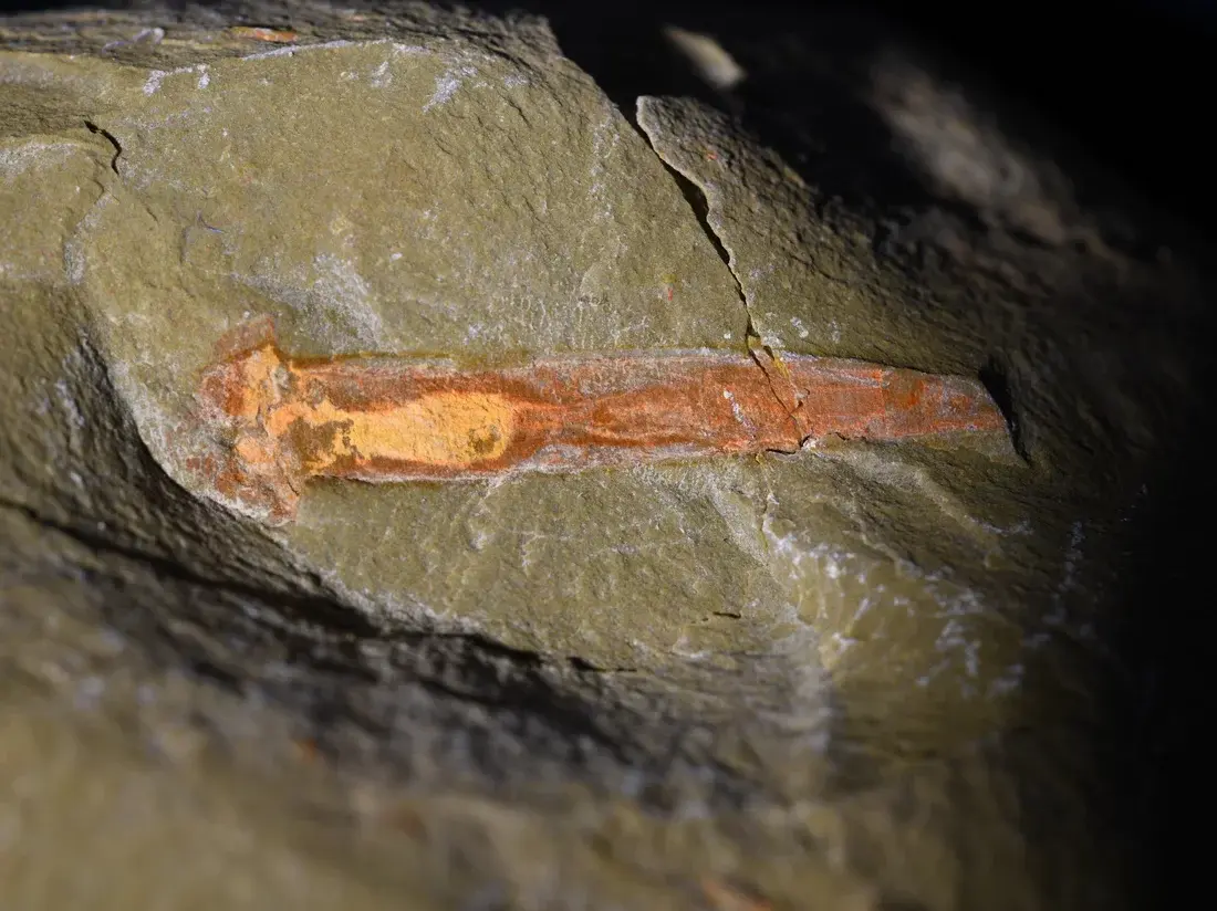 Древние хищные черви заставили ученых переосмыслить историю жизни на Земле