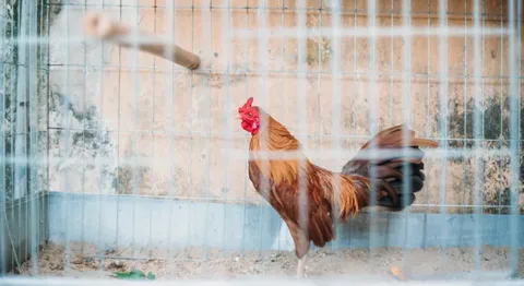 Обязательная регистрация кур в Великобритании. Контроль, штрафы и опасения перед новым налогом.