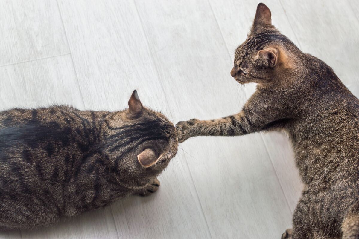 Кошачьи драки. Почему они дерутся?