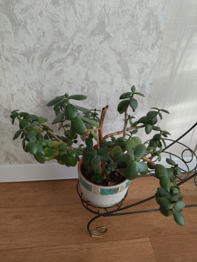 Денежное дерево толстянка