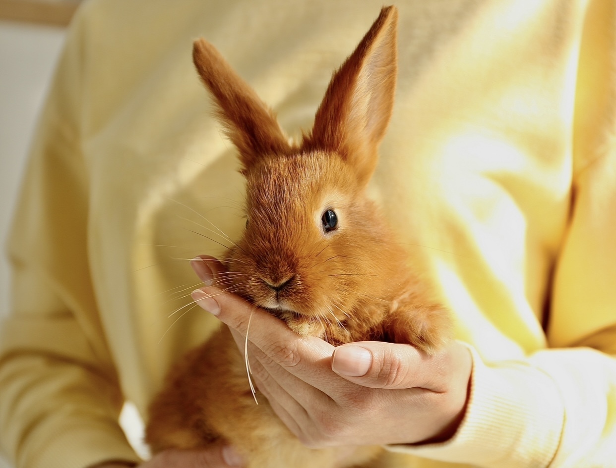 Petco прекращает продажу кроликов и вводит новую программу усыновления