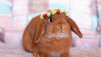 Petco прекращает продажу кроликов и вводит новую программу усыновления