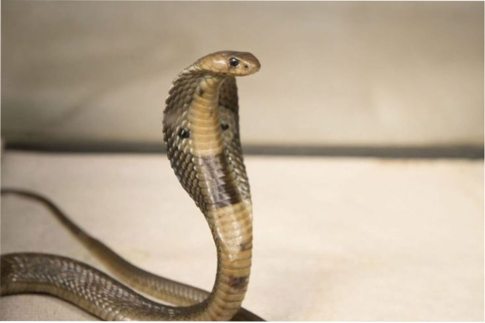 Эффект кобры в бизнесе