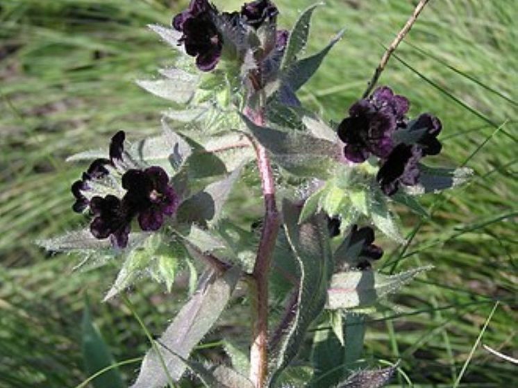 Новый препарат из Новосибирска: борьба с тромбами на основе экстракта нонеи