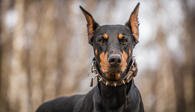 Нападение на хозяйку собаки с тесаком, за отсутствие поводка