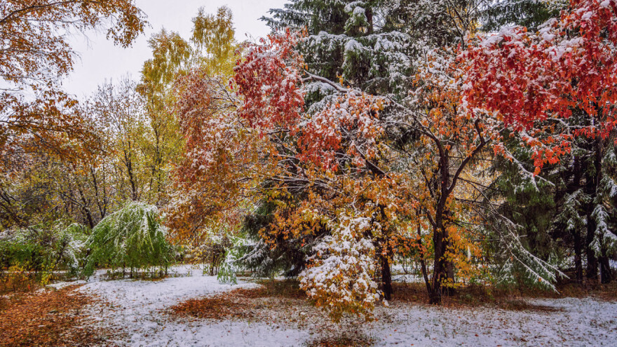 Первый снег- волшебство, которое никогда не надоедает!