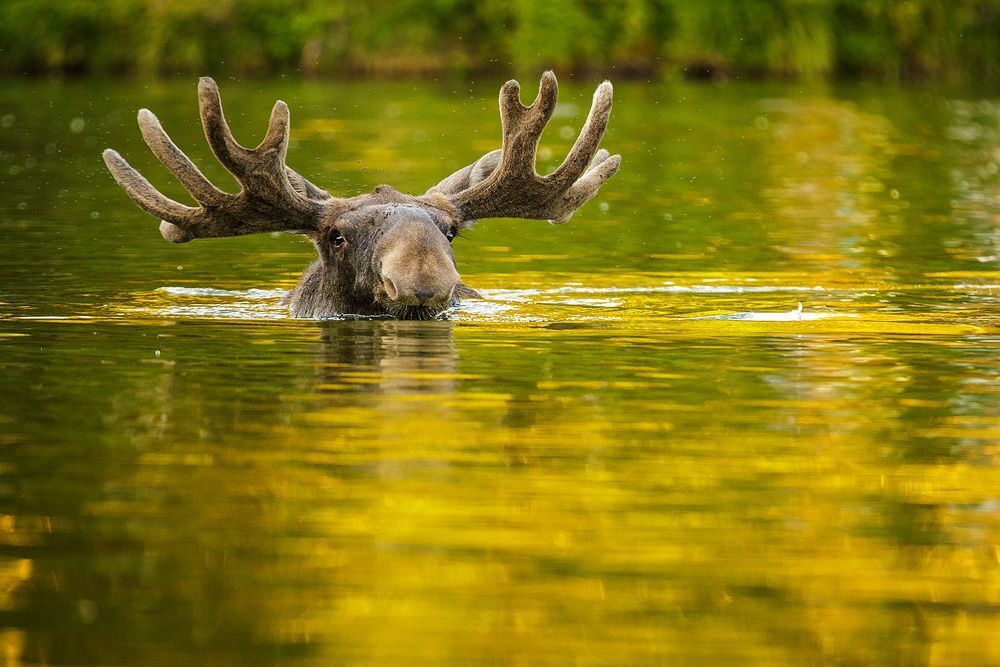 Удивительный мир животных: Топ-6 необычных фактов о фауне