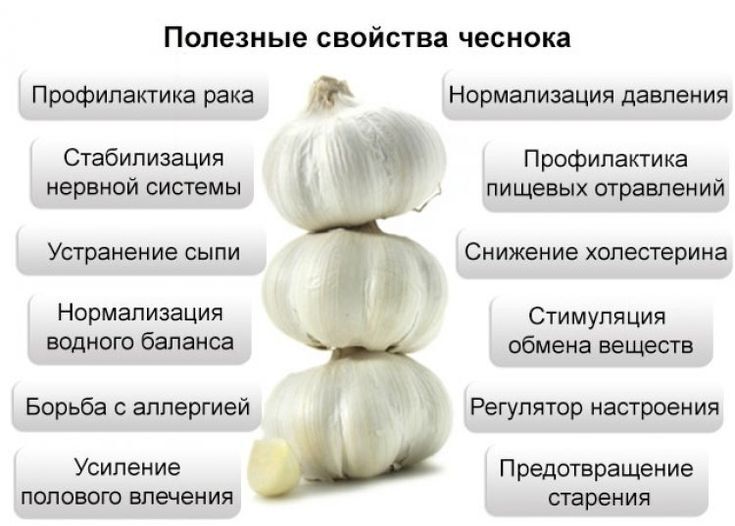 Полезные свойства Чеснока для женщин и мужчин