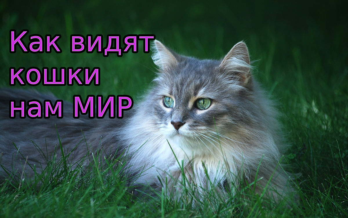 Как видят кошки наш мир