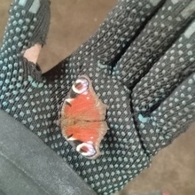 Фомин Сергей Иванович, г. Минск