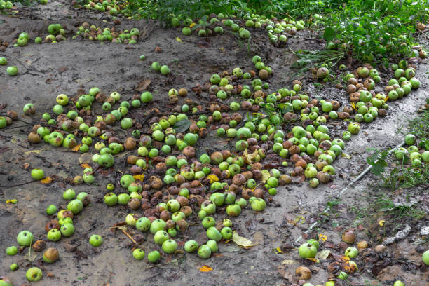 Почему ежегодно выбрасывают 18 млн тонн непросроченных продуктов, а не передают их на благотворительность?