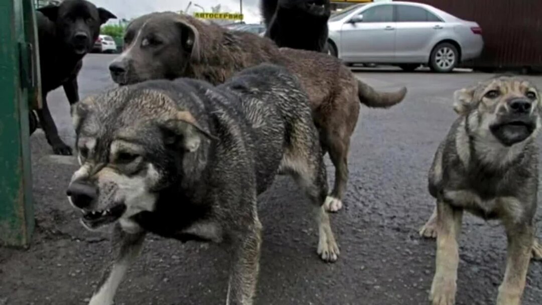 Трагедия в Кимовске: женщина погибла от нападения собак, расследование начато