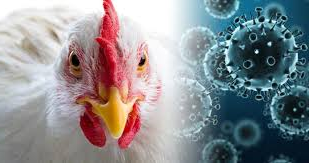 Птичий грипп на Камчатке. Введение режима ЧС