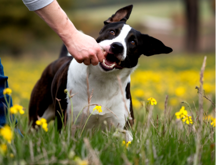 Быстрый способ заставить питомца не кусаться