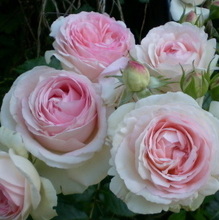 Коновалова Елена Юрьевна, г. Ставрополь