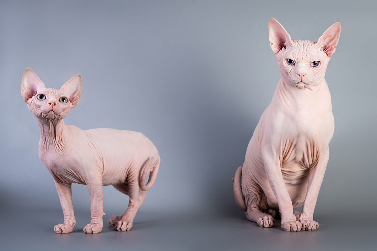 Сфинкс - особенность и характер породы кошек
