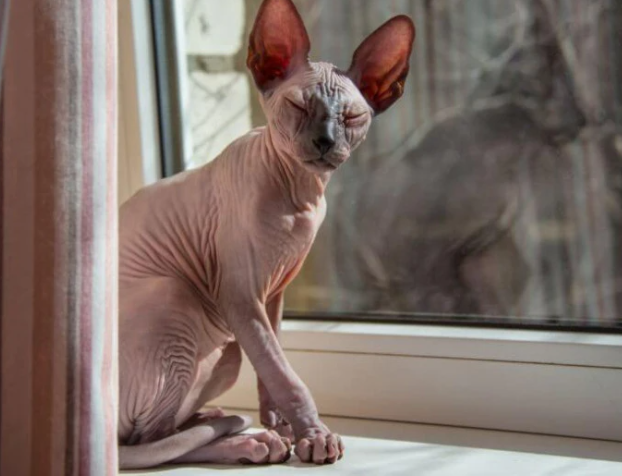 Сфинкс - особенность и характер породы кошек