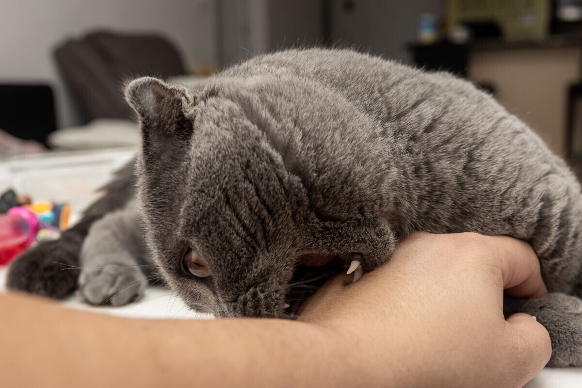 Почему кошка кусается, когда её гладишь?