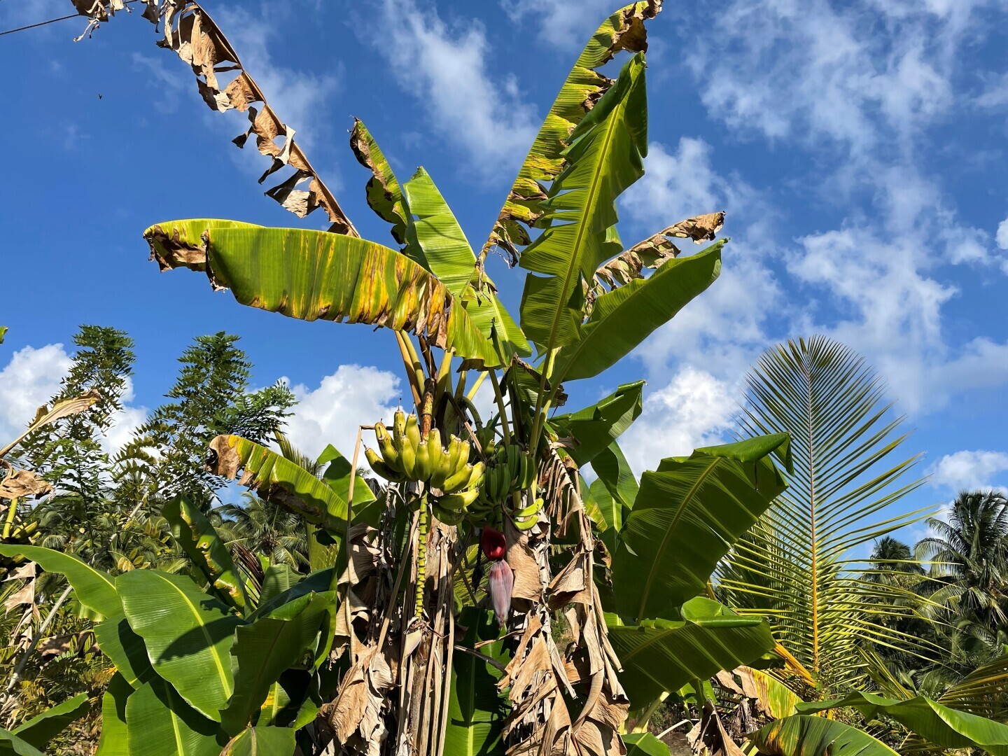Лирическое, индийское про островитян на Хэвлоке – наивные как дети