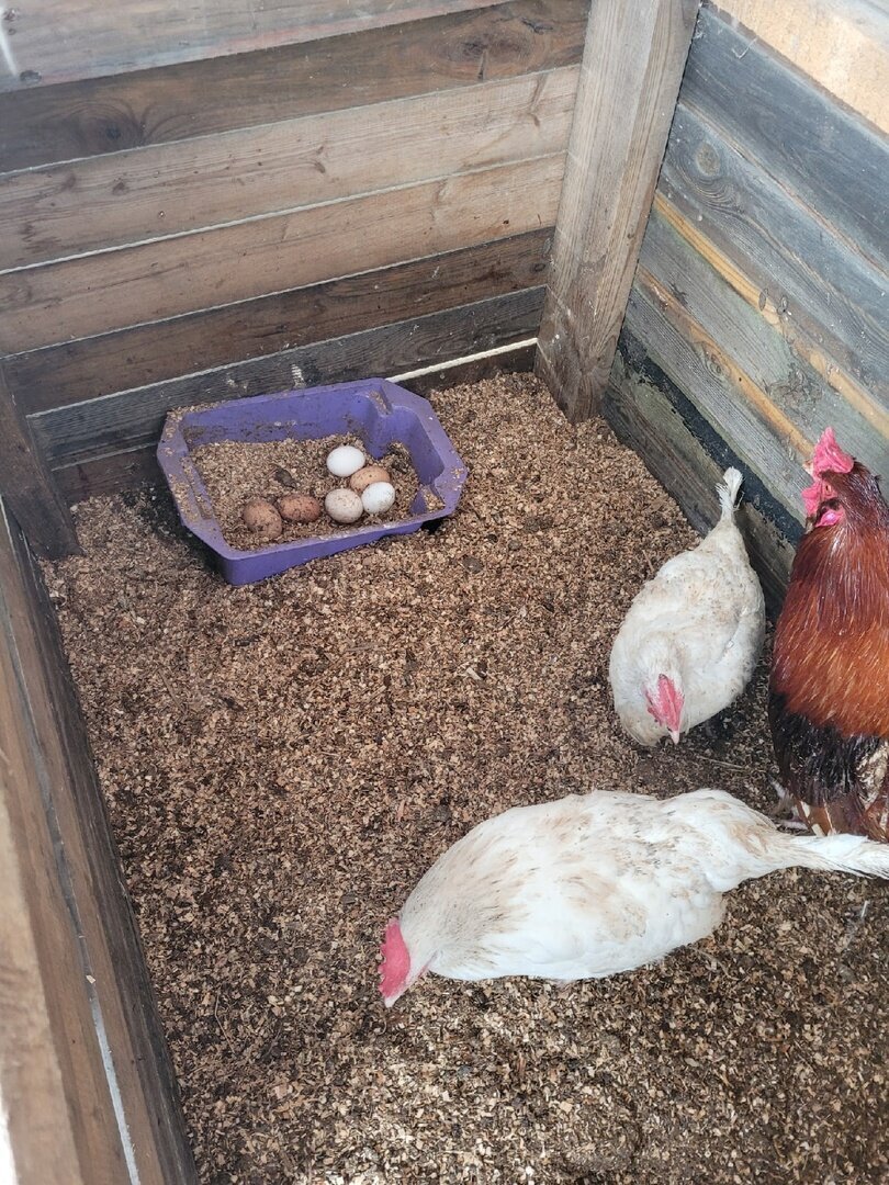 Мышка //Байки Крысы, рожденной под знаком Рака, из поймы Ижоры.