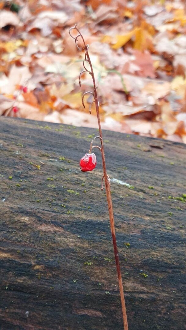 «Не от кабанов ли спасался?!» — подумала. Репортаж из леса