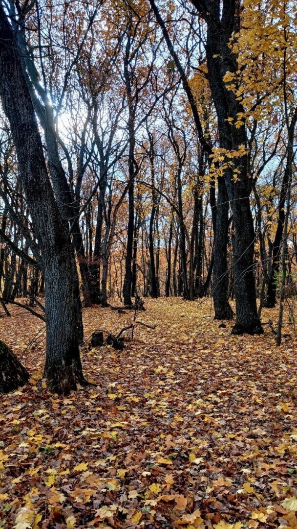 «Не от кабанов ли спасался?!» — подумала. Репортаж из леса