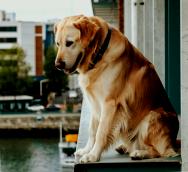 С высоты привет: пес и высота