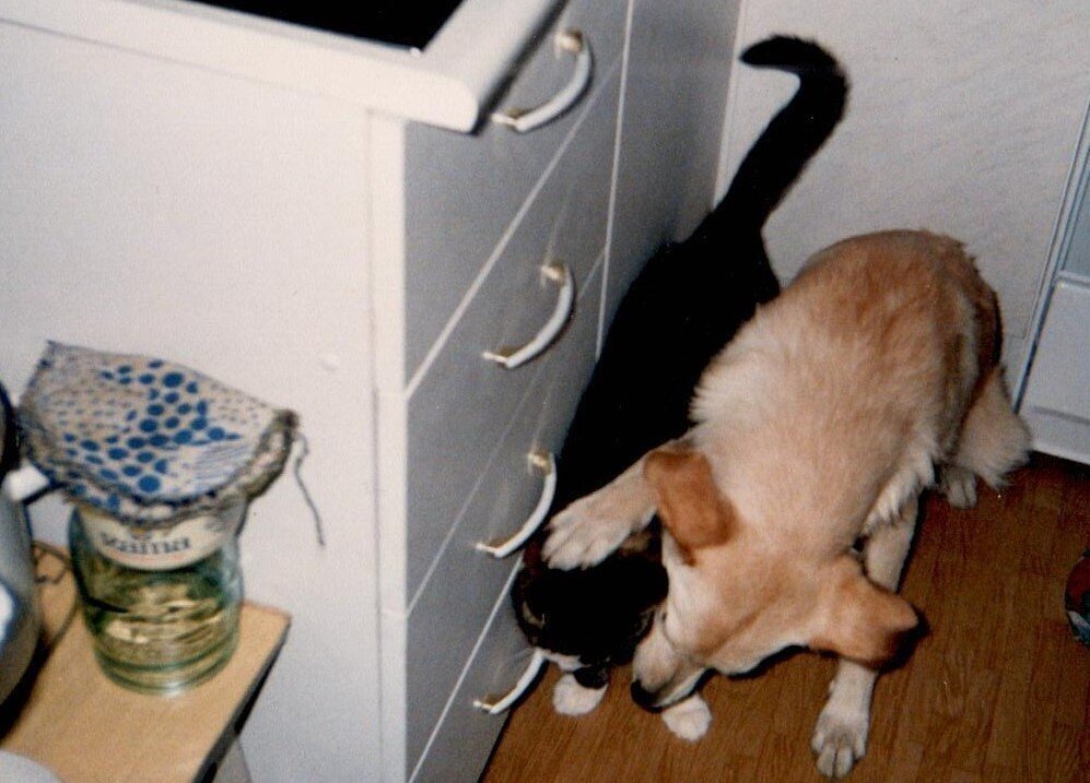 Помидоры /Коммунальная квартира/Байки Крысы, рожденной под знаком Рака, из поймы Ижоры.