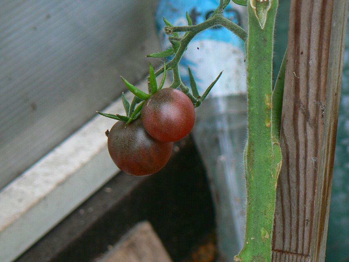 Помидоры /Коммунальная квартира/Байки Крысы, рожденной под знаком Рака, из поймы Ижоры.