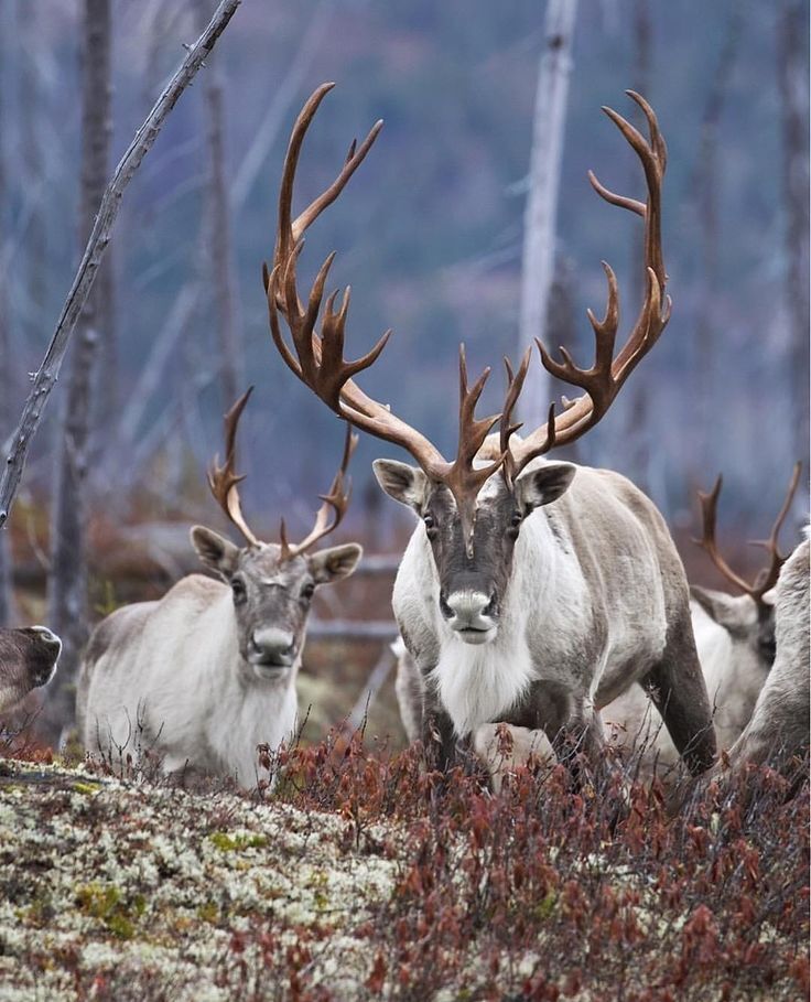 Шумны и опасны? Что за режим ЧС ввели в Якутии из-за спаривания диких оленей