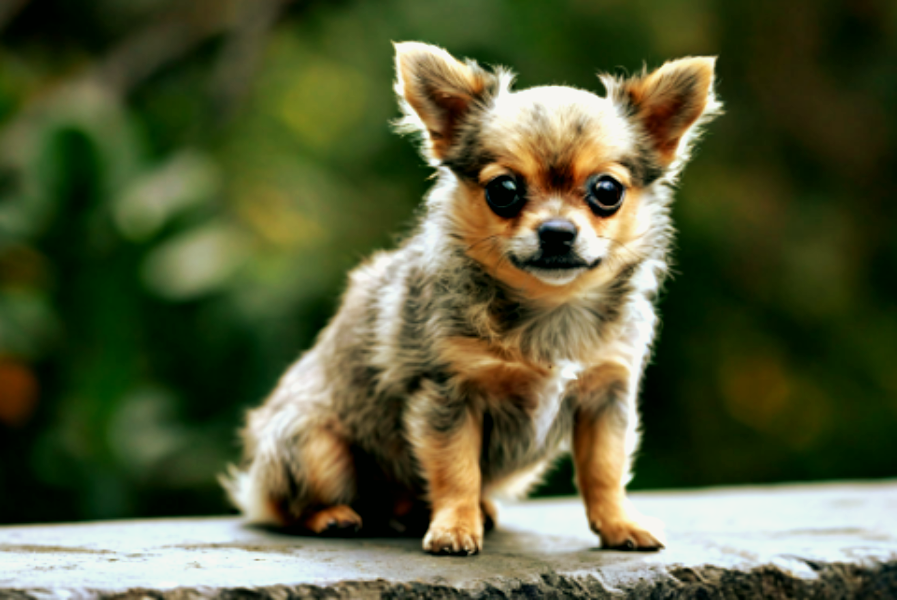 С высоты привет: пес и высота