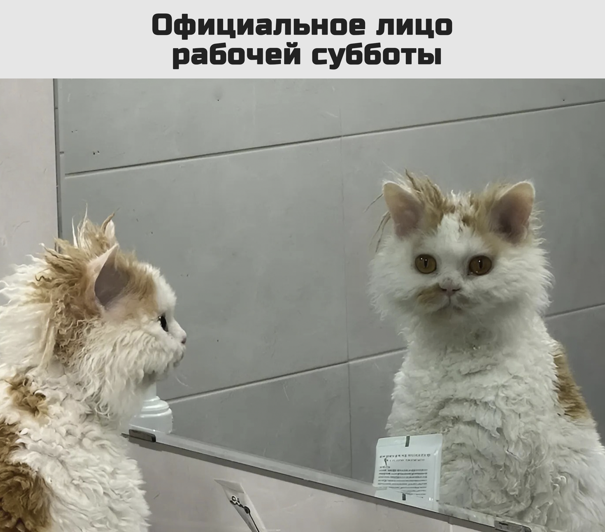 Весёлые картинки про РАБОЧУЮ СУББОТУ!!!