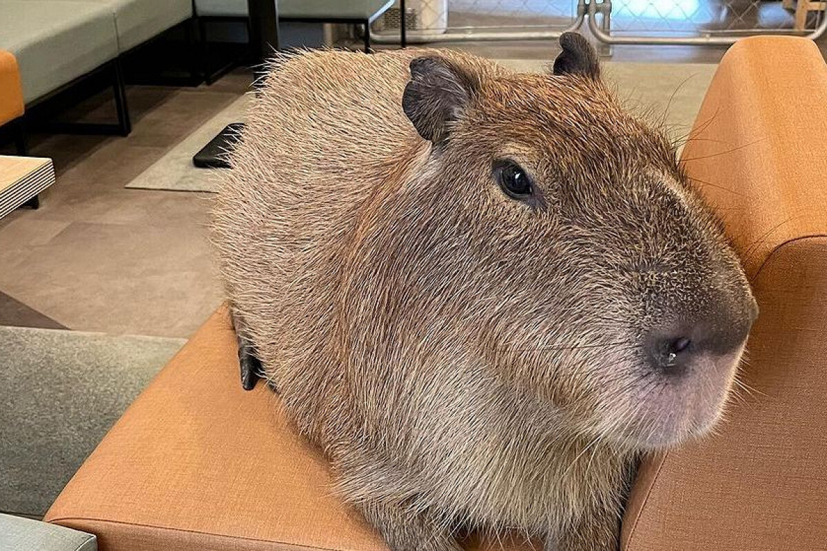 Москва ждет свое кафе с капибарами