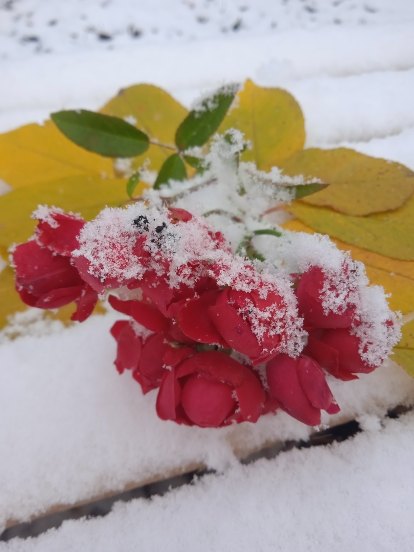 "Цветы под снегом" - как легкий поцелуй зимы и лета