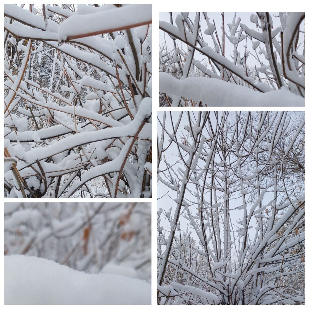 Просто выпал первый снег! Картины нашего леса.