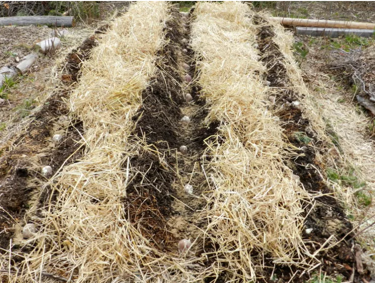 Секреты урожайности картофеля