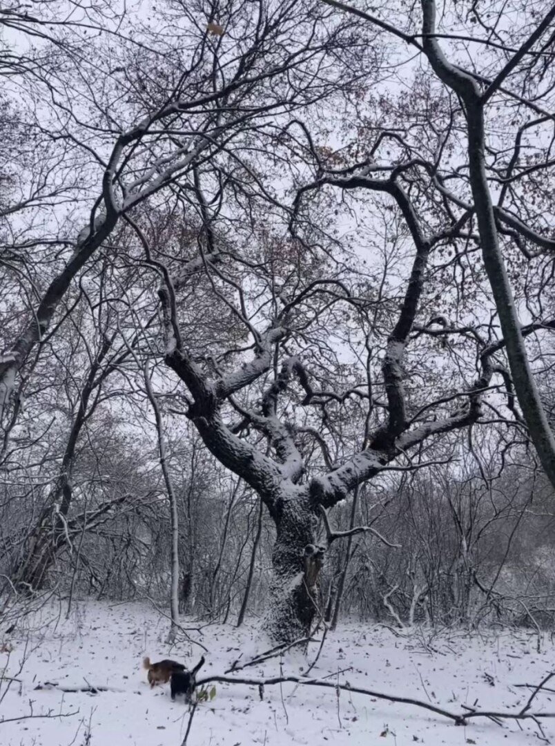 Просто выпал первый снег! Картины нашего леса.