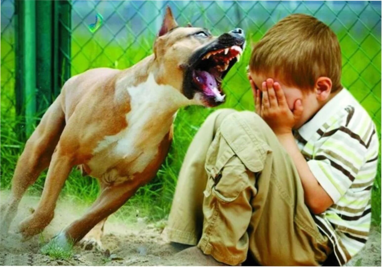Собака грызет ребенка. Ребенок кусает собаку omnomnom. Собака грызет. Собака грызет ребенка. Собака грызет ребенка.