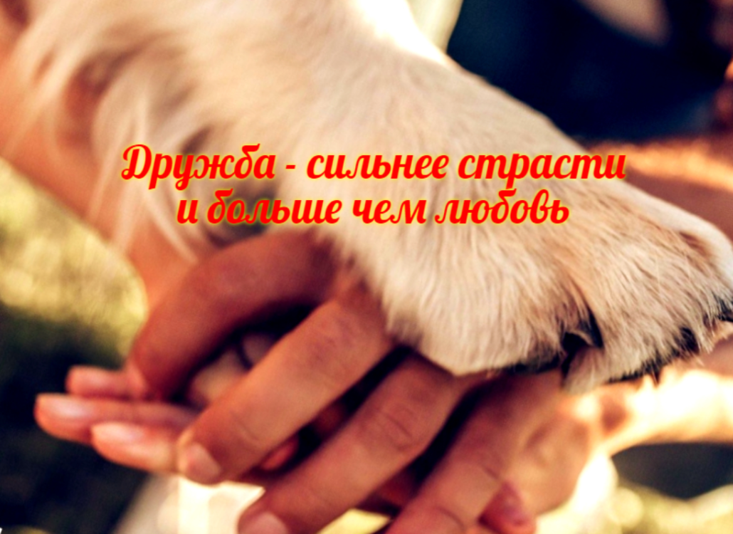 О собачьей верности