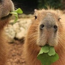 Tiffi, г. Королёв