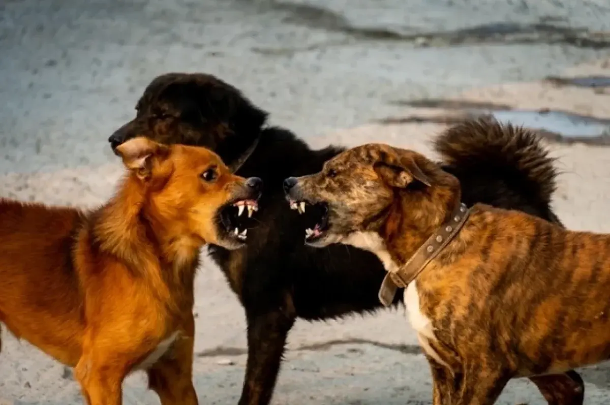 Не хватило сил отбиться. Разорванная собаками жительница Казани умерла в муках